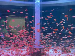 -海合安成都极地海洋公园