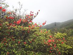 -大围山国家森林公园