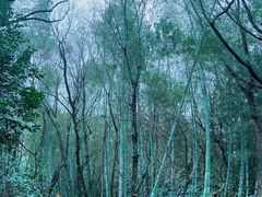 -上海佘山国家森林公园天马山园