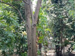 -DOI CHAANG Caffè Maesuai