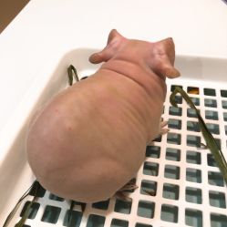 -Moni星球萌宠·小马宝莉·灵蛇·高端高阶全萌宠互动体验俱乐部(红豆国际广场店)