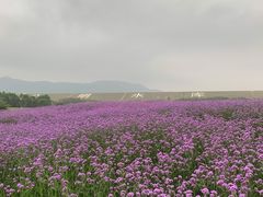 -光明小镇欢乐田园