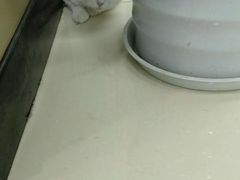 -安安宠医·臻爱宠物医院(簇锦北路分院)