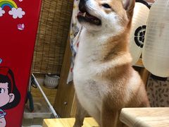 -柴源莊·柴小宠柴犬咖啡