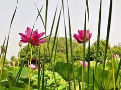 -东郊湿地公园