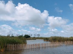 -盐城丹顶鹤湿地生态旅游区