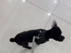 -天宠宠物医院24小时·急重症诊疗中心·全科·腔镜特色(和平分院)