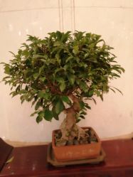 -上海虹桥锦江大酒店·宴会厅