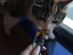 -米苏动物医院·犬猫专科·骨科外科内窥镜