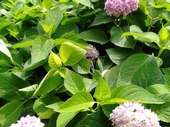-悦融琥珀·京鲁菜·海味珍品(西单店)