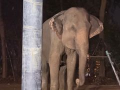 -清迈夜间动物园