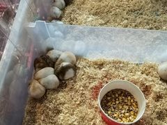 -犀浦夜市第一家麻辣烫