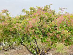 -北京西山国家森林公园