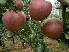 -山珍王国·云南野生菌石锅鱼
