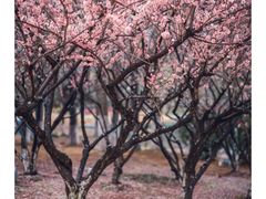 -白塘生态植物园