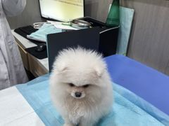 -半岛宠物医院24小时(西派城店)