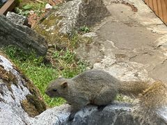 -苍山感通索道