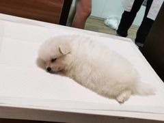 -瑞派·关忠动物医院·异宠专科·犬猫肿瘤·皮肤专科(望京店)