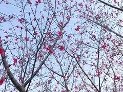 -丹樱生态园
