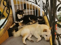 -喜柴咖啡·柴犬狗咖