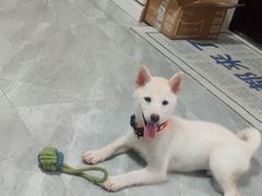 -翊宠yipet猫狗购宠庄园犬舍•猫舍