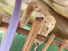 -杭州开元森泊度假乐园