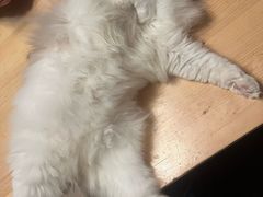 -猫猫幼稚园·撸猫·桌游·电玩