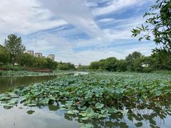 -新江湾城公园
