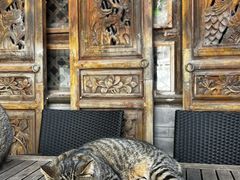 -喵屿·大理花园猫咖