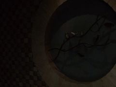 -Dragonfly悠庭·按摩Spa(静安嘉里中心店)