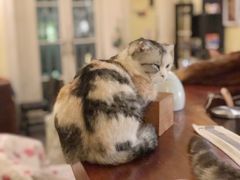 -猫色咖啡·猫咖