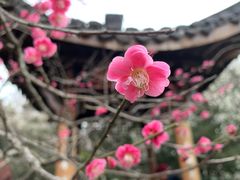 -杭州植物园