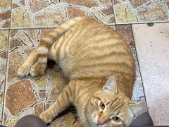 -兰庆鸡蛋馃(人民路店)