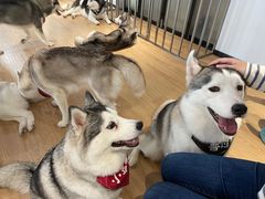 -Husky Go! 哈士奇体验馆·宠物咖啡厅狗咖