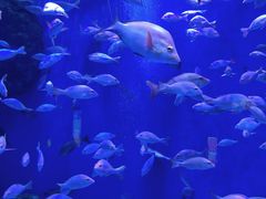 -成都浩海立方海洋公园