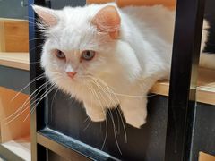 -瞄一喵猫咖(格力海岸店)