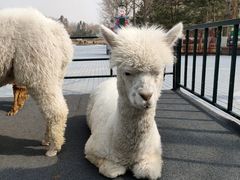 -北京野生动物园