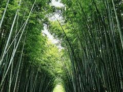 -同里国家湿地公园