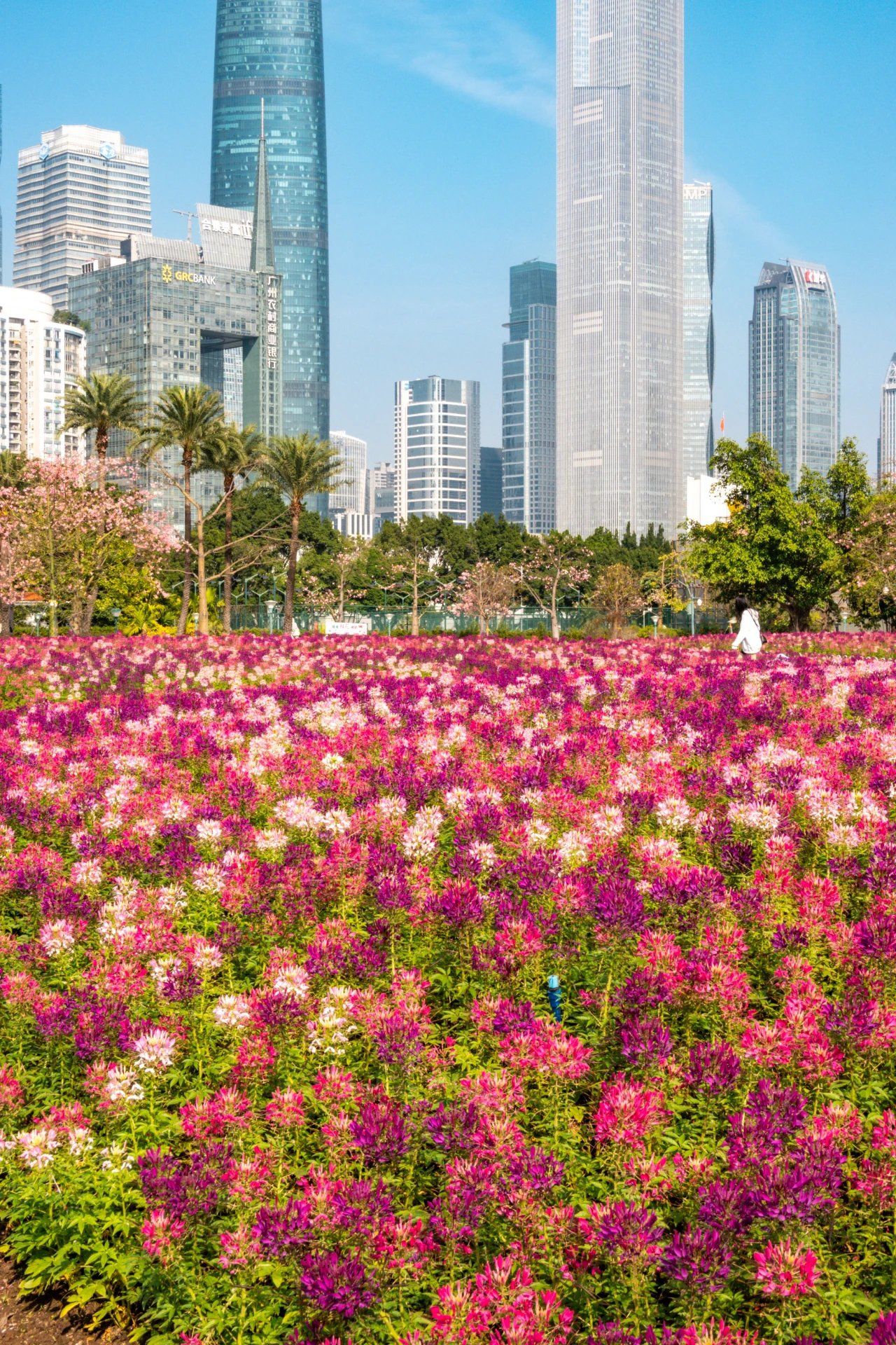 广州塔下这片超大"花海"换新啦!