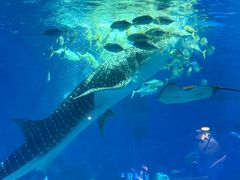 -烟台海昌鲸鲨海洋公园
