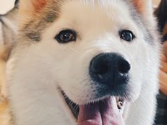 -Husky Go! 哈士奇体验馆·宠物咖啡厅狗咖
