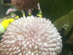 -卓花境Flowerwonderland花店