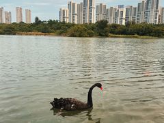 -五缘湾湿地公园