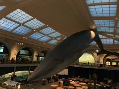 -美国自然历史博物馆