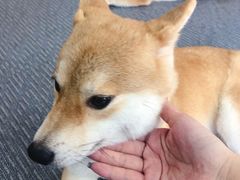 -柴源莊·柴小宠柴犬咖啡