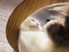 -momokira米努特·德文卷毛猫·棉花面纱犬