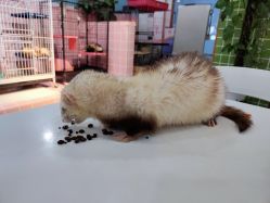 -Moni星球萌宠·小马宝莉·灵蛇·高端高阶全萌宠互动体验俱乐部(红豆国际广场店)