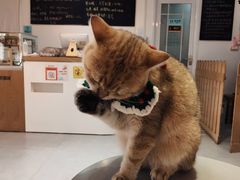 -Heymao猫咖.咖啡厅(东门店)
