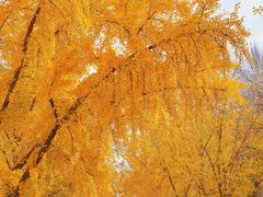 -三里屯东五街银杏大道