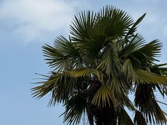 -金鸡湖景区